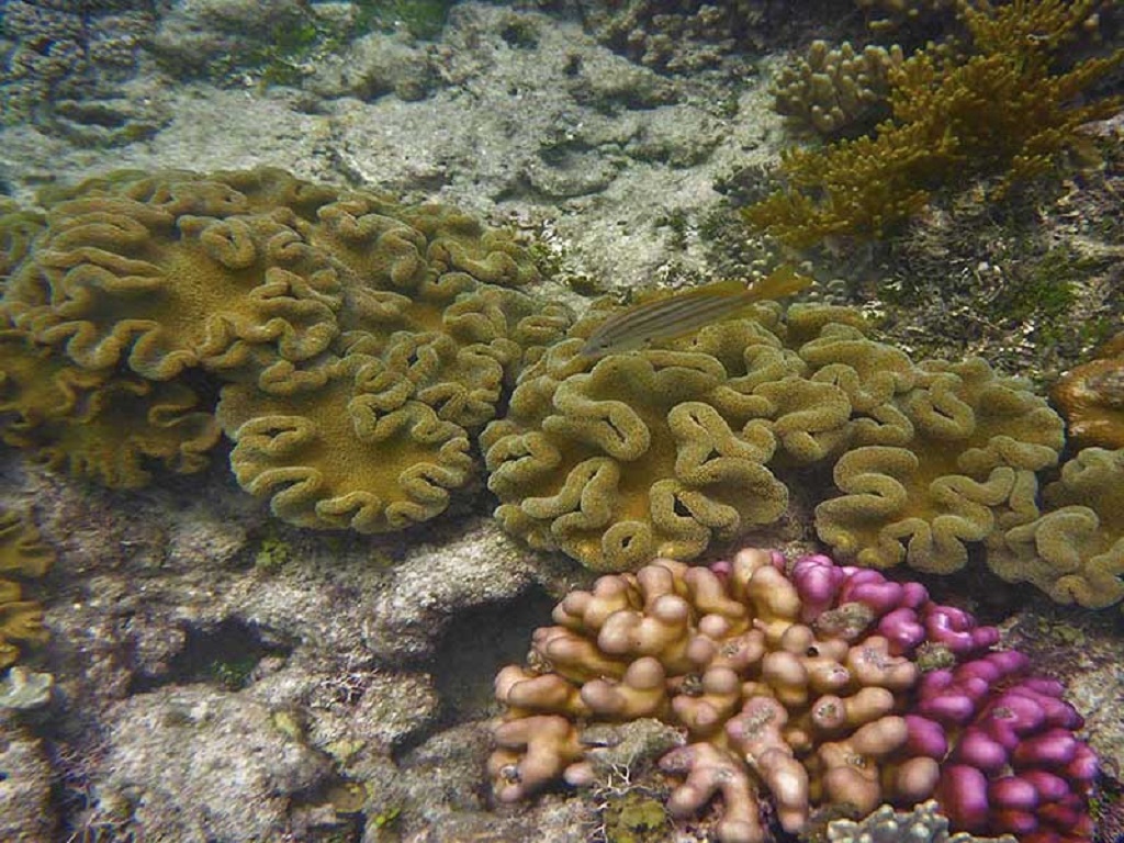 Australia arrecifes de coral
