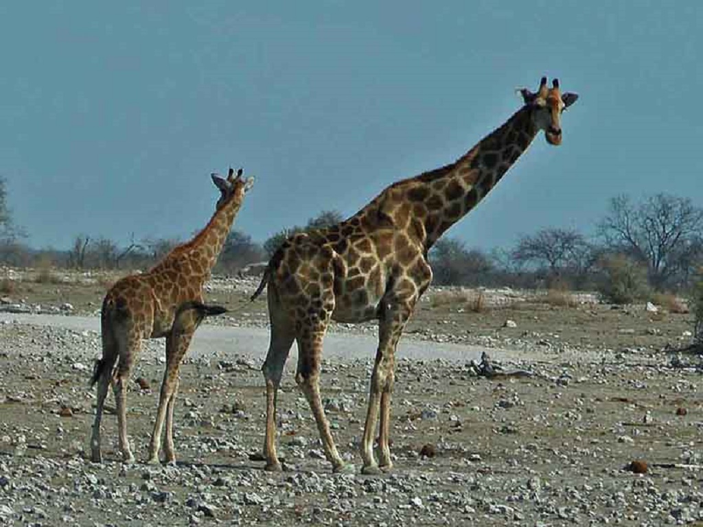 Fauna de Africa - jirafa
