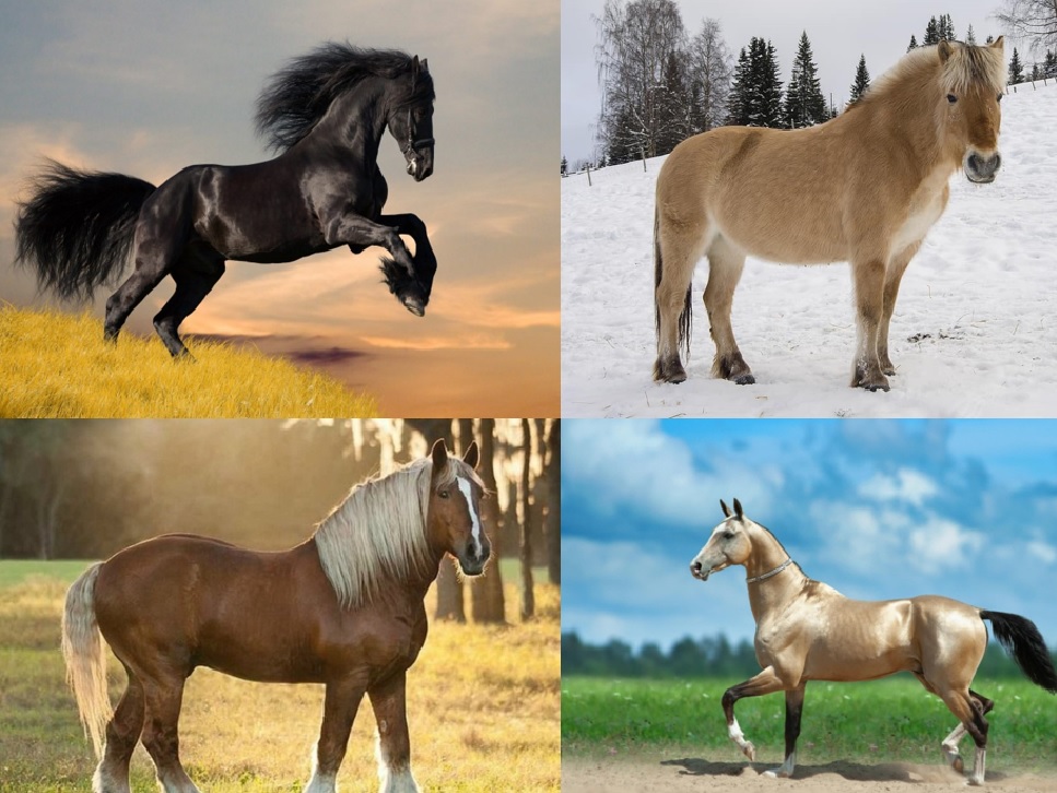 razas de caballos