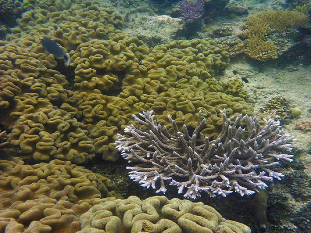 Australia - arrecifes de coral 3