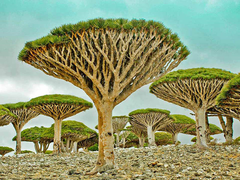 Yemen - Socotra