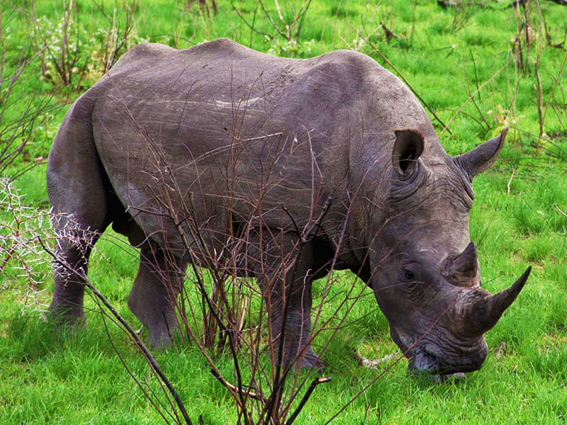 Fauna de África (rinoceronte)