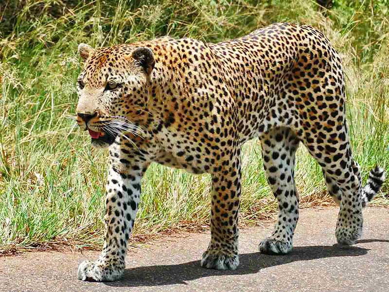 Fauna de África (leopardo)
