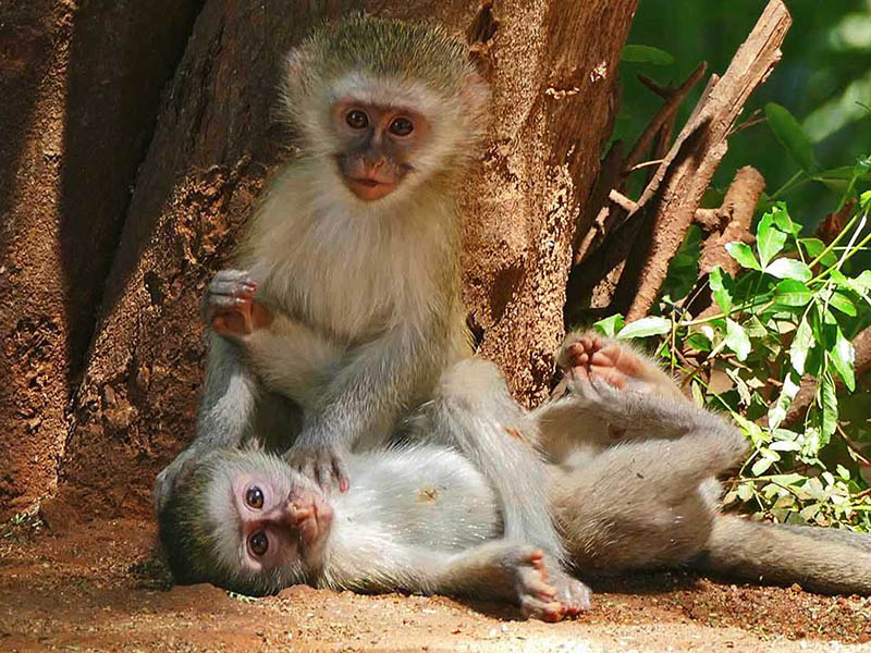 Vervet Monkeys (Chlorocebus pygerythrus) juvenile