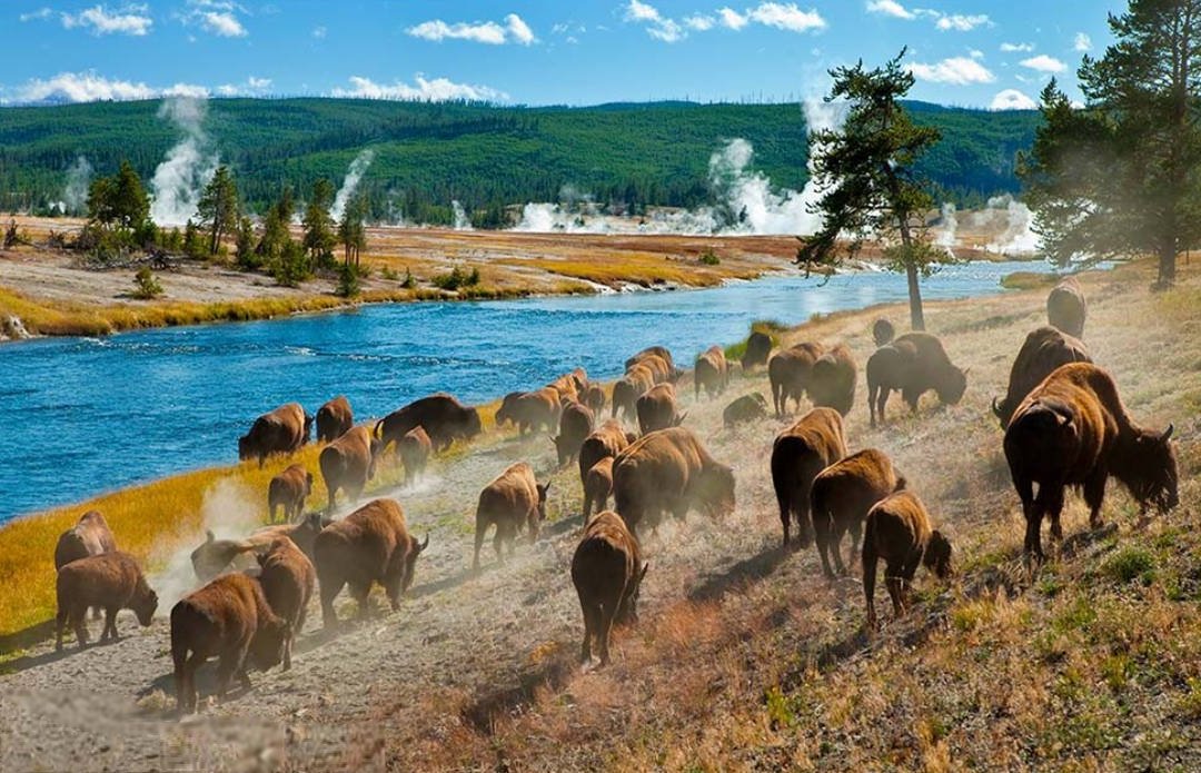 Yellowstone - Parque Nacional de Estados Unidos