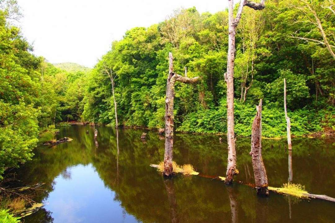 Parque Nacional de Garajonay - La Gomera