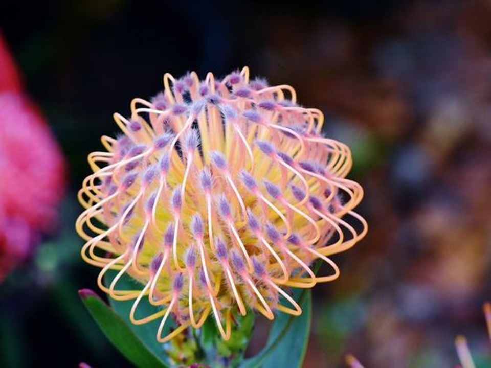 exposicion flores